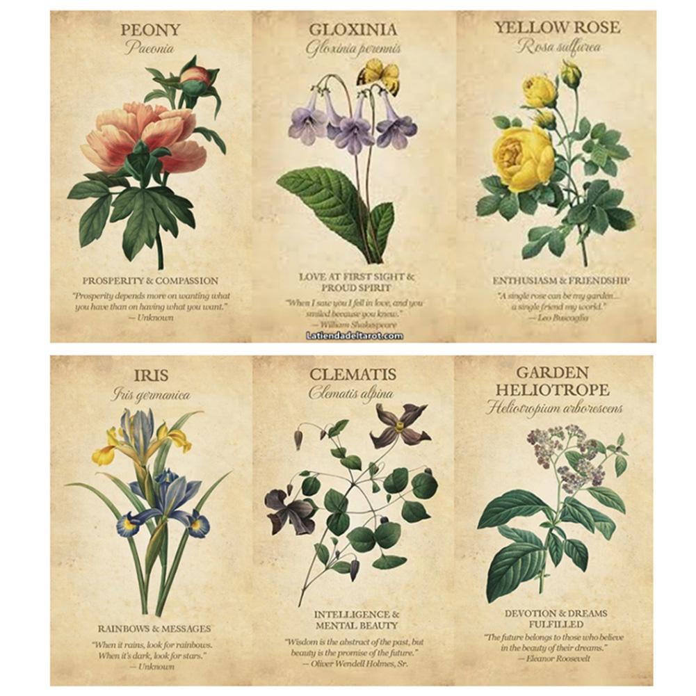 Botanical Inspiration Oracle c - Board Game Inspiration ulasan dan harga